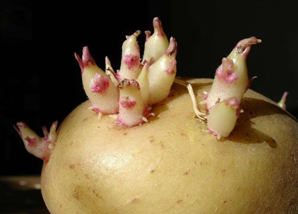 发芽土豆