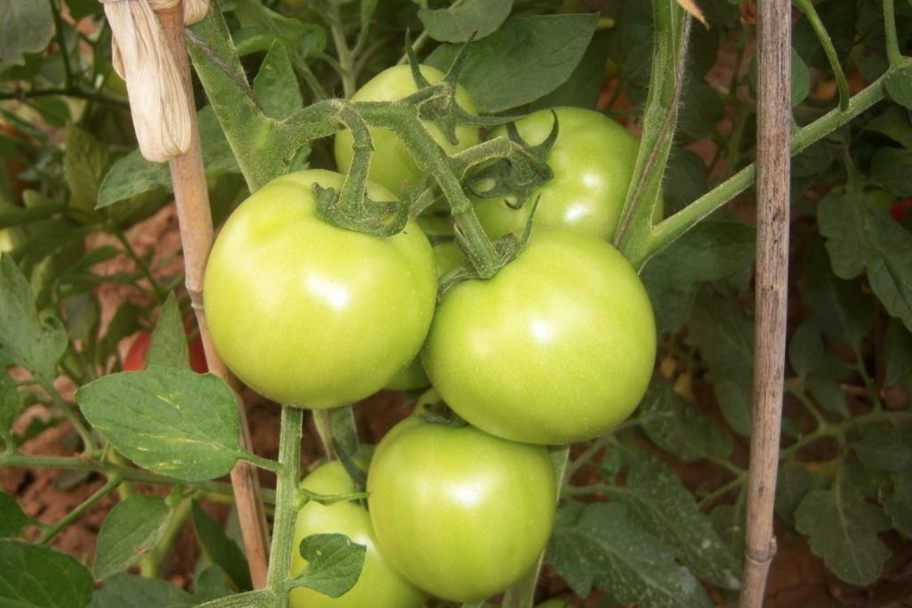 绿色番茄